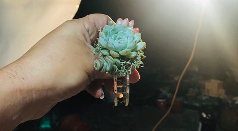 Succulent Bracelet Corsage