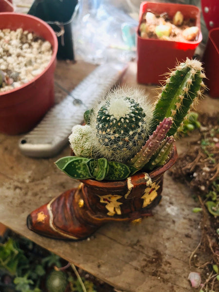 Mini ceramic boot with succulents