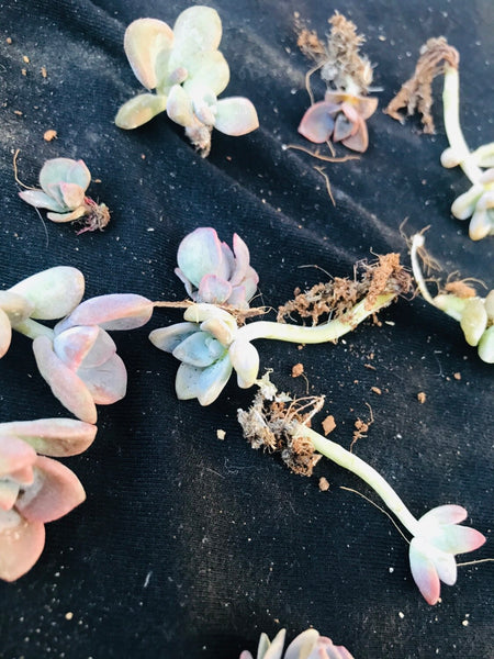 10 pack of Pixie Baby succulents