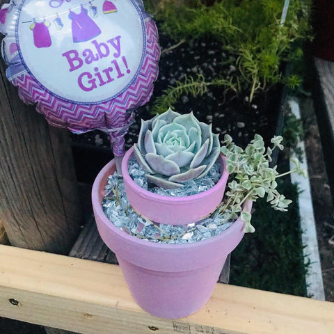 Succulent arrangemets for baby showers, parties and weddings|succulent favors|succulent gifts |succulent party favors