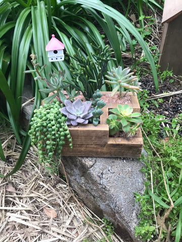 Succulent Arrangement