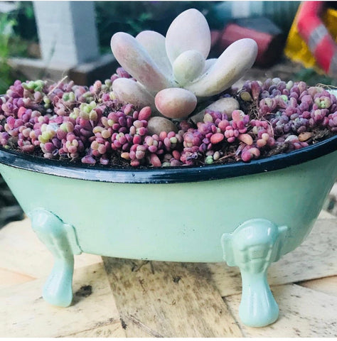 succulent bathtub planter