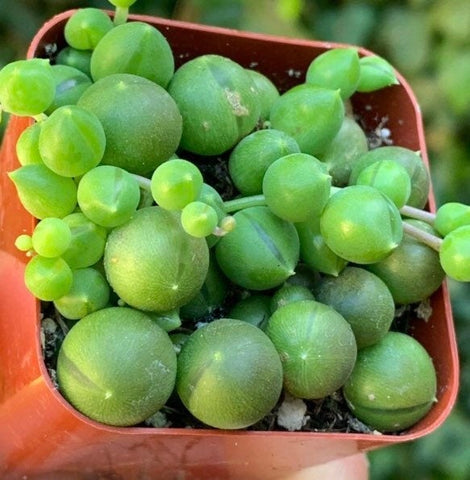 String of Pearls Succulent