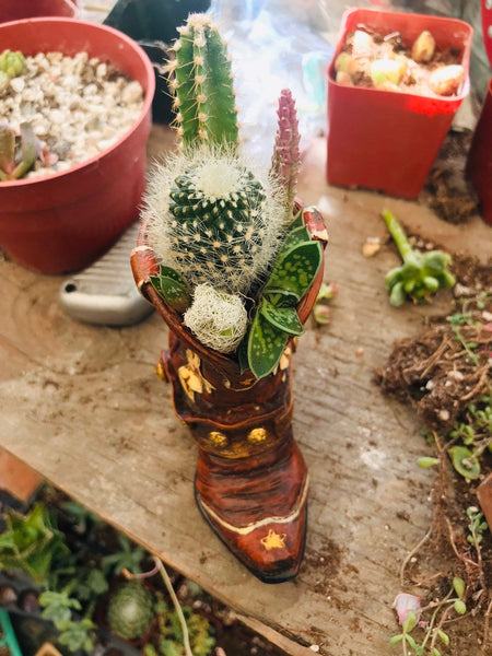 Mini ceramic boot with succulents