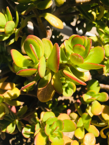 Succulent Jade cuttings