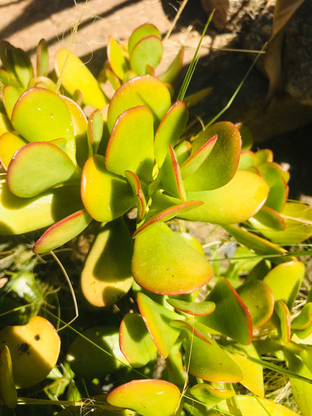 Succulent Jade cuttings