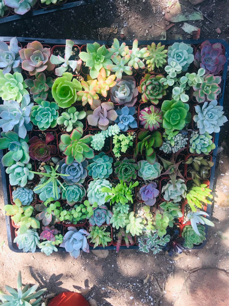 Succulent Variety Pack , Succulent GiftBox