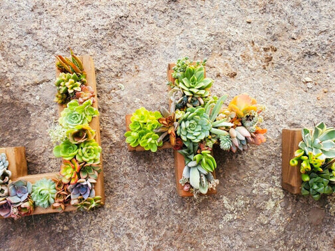 Succulent Monogram Letter Set