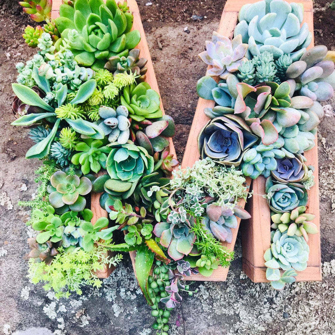 8 inch A-Z succulent monogram letter arrangement – Owlivia