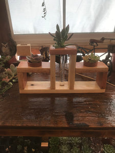 Succulent Propagation Station