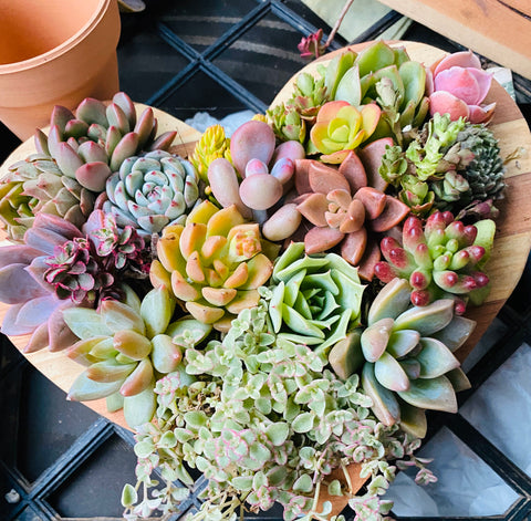 Succulent heart shaped arrangement