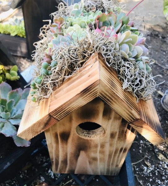 Birdhouse planter with succulents | succulent planter |bird house |succulents |decor |Fathers  Day gifts |succulent centerpieces|succulent|