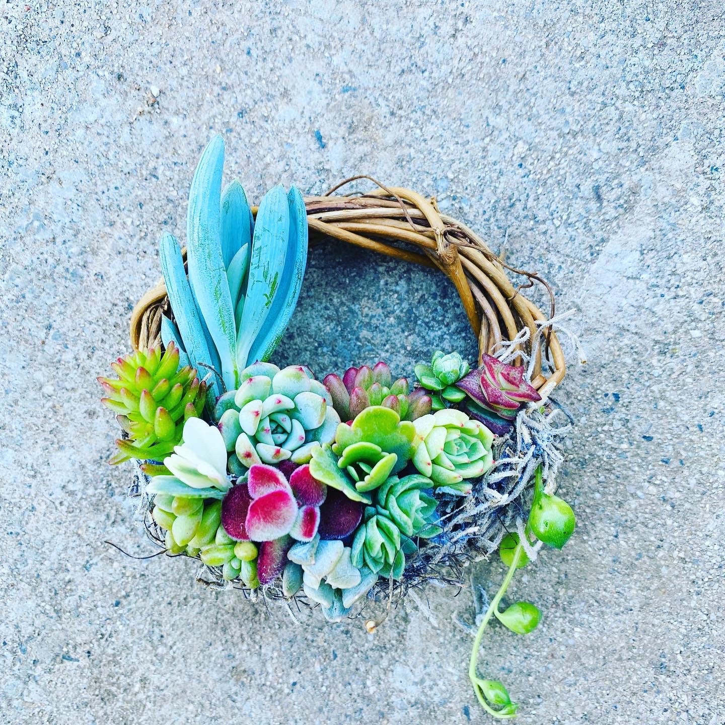 Valentine’s Day Gifts |Mini succulent wreath |wreaths |succulent |succulent arrangement |succulent planters |succulents |gifts |birthday