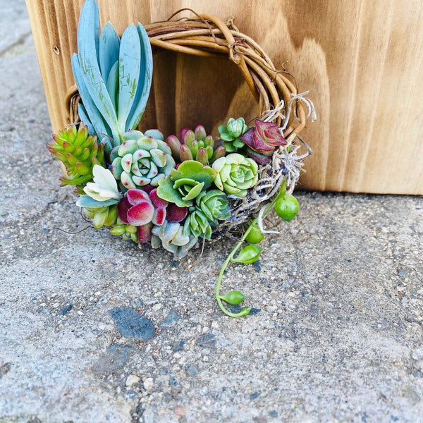 Valentine’s Day Gifts |Mini succulent wreath |wreaths |succulent |succulent arrangement |succulent planters |succulents |gifts |birthday