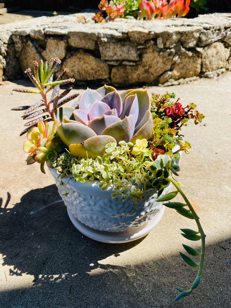 Ceramic Succulent arrangement