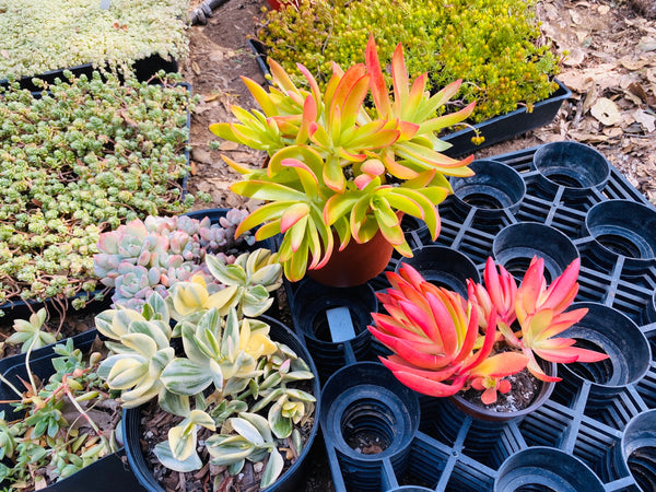 Succulent Cutting Variety Packs