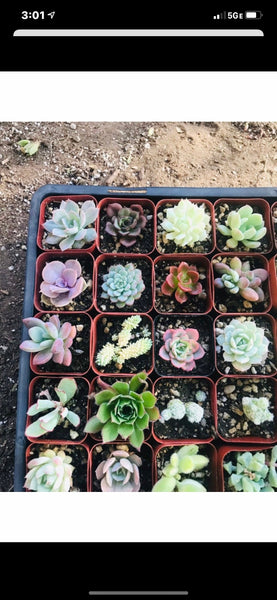 Succulent Cutting Variety Packs