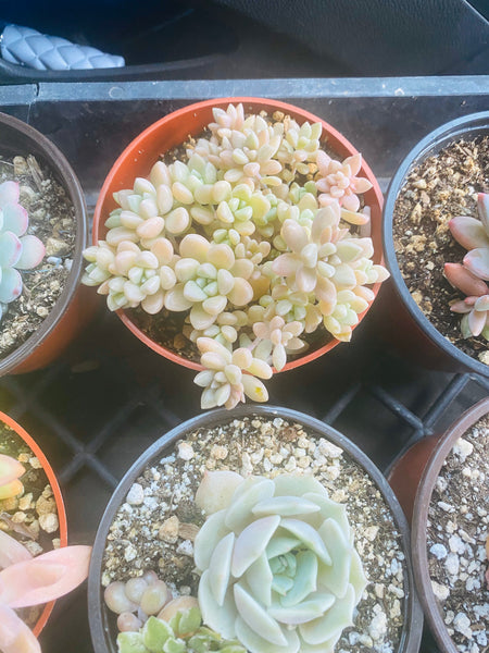 4 Inch Succulent Gift Pack