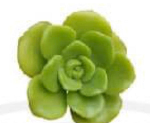 Aeonium Lily Pad | succulent | gift | plants | 2 inch succulents |easter | Mother’s Day | favors