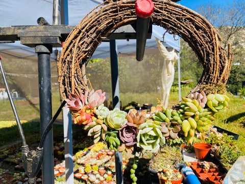 Succulent Grapevine Wreath