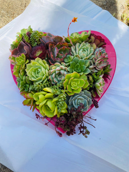 Succulent heart shaped arrangement