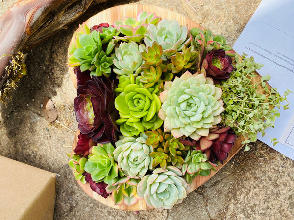 Succulent heart shaped arrangement