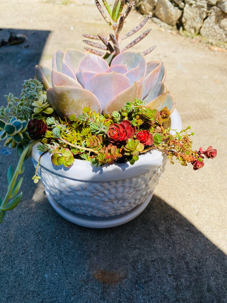 Ceramic Succulent arrangement