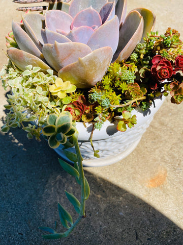 Ceramic Succulent arrangement