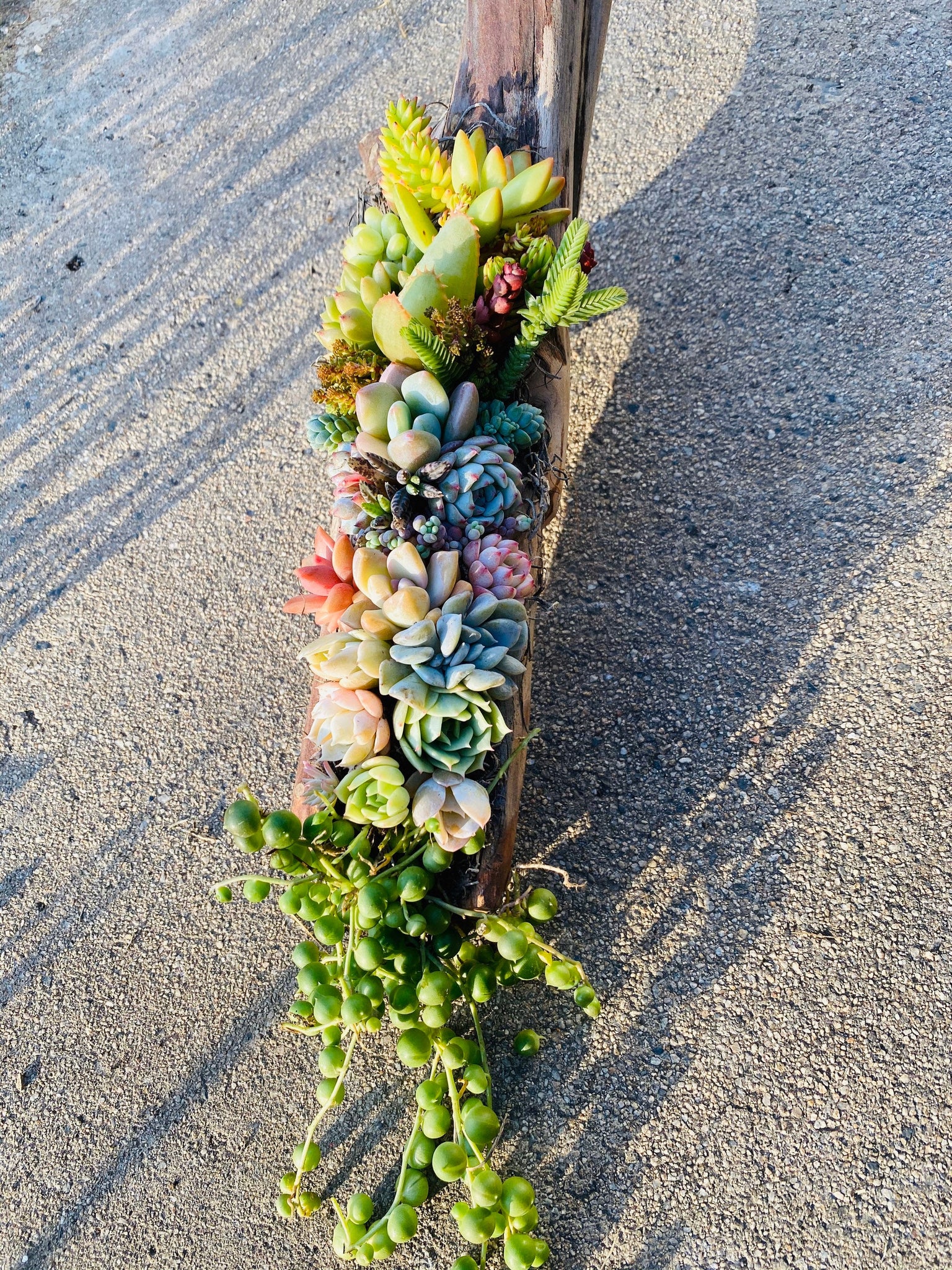 Succulent Filled Driftwood Arrangement
