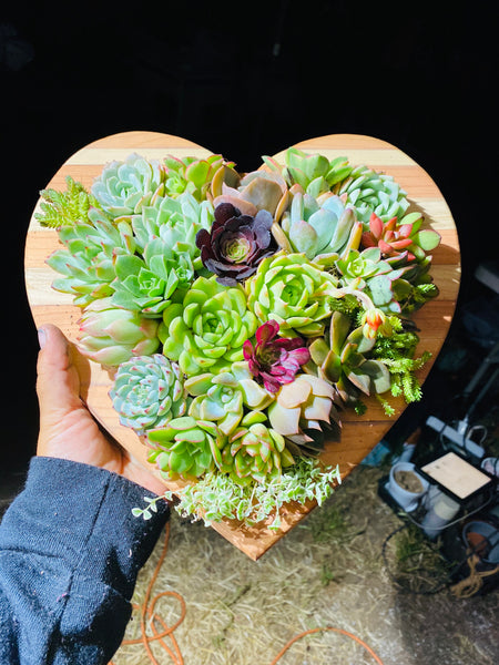 Succulent heart shaped arrangement