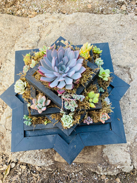 Tiered geometric Succulent Arrangement Planter