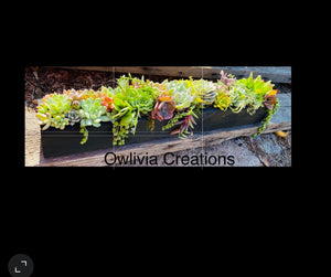 Succulent Planter Boxes , Sympathy Gift , Birthday Gifts , Christmas Gifts, Client , Giftbox, Succulent Arrangements ,