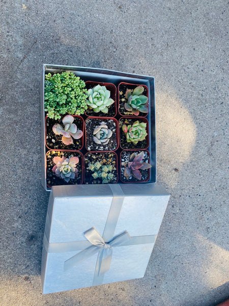 Succulent gift packs , succulent, 4pack of succulents with gift box , succulent arrangement , 2 inch succulents ,