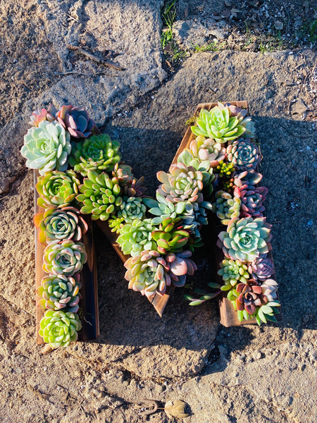 A 16 and 24 mongram succulent letter planters , succulent gifts , arrangements , Christmas Gifts, birthday gift box , succulent centerpieces ,