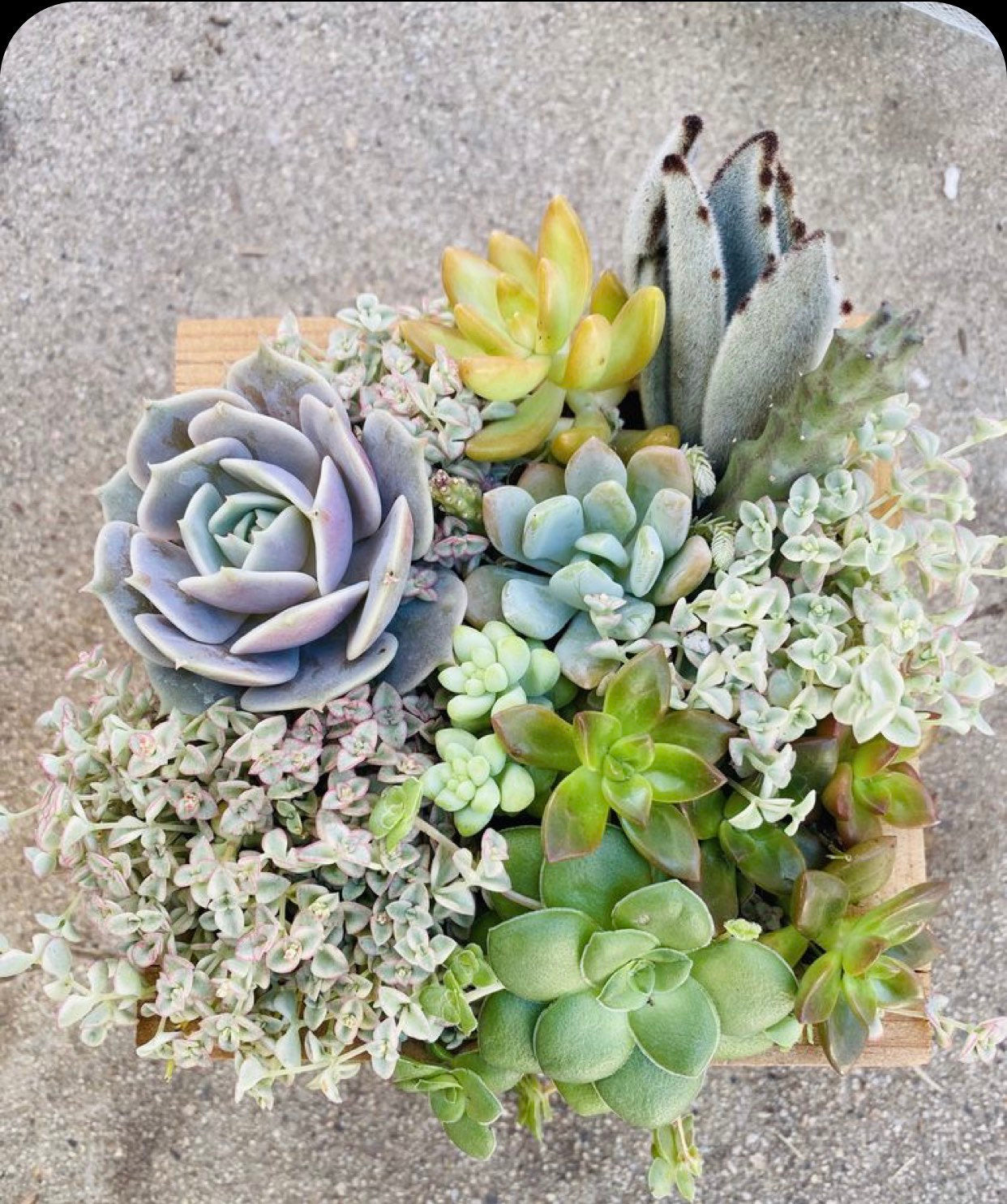 Succulent Arrangement Planter