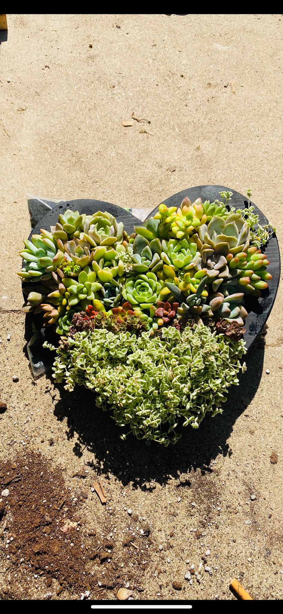 Charcoal Succulent Heart Shaped Planter
