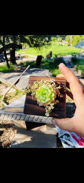 Succulent Party, Bridal Favors & Gifts