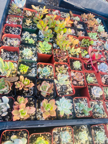 Succulent Variety Pack , Succulent GiftBox