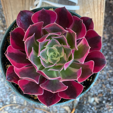 Rare Aeonium Medusa