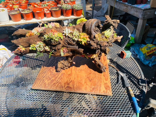 Custom Succulent Driftwood Arrangement , succulent planter
