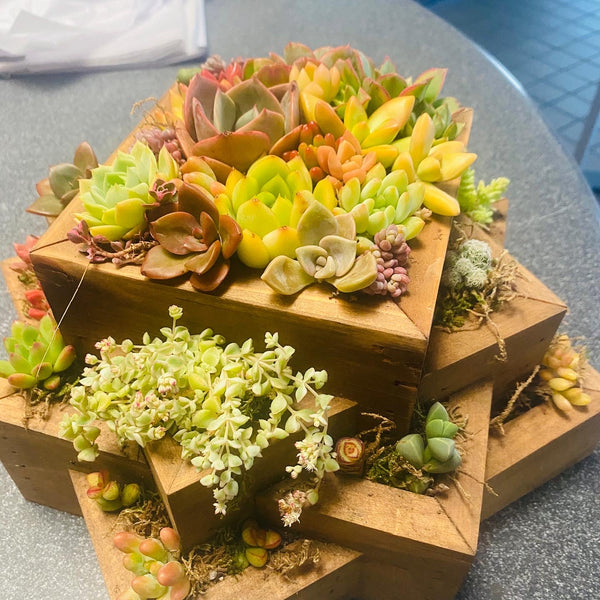 A Succulent arrangement