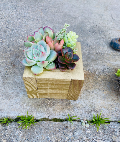 Succulent Party, Bridal Favors & Gifts