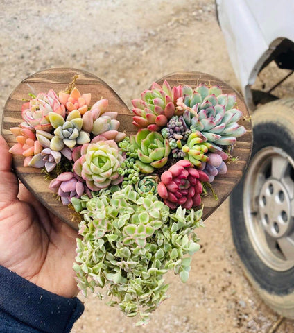 Succulent Heart Planter