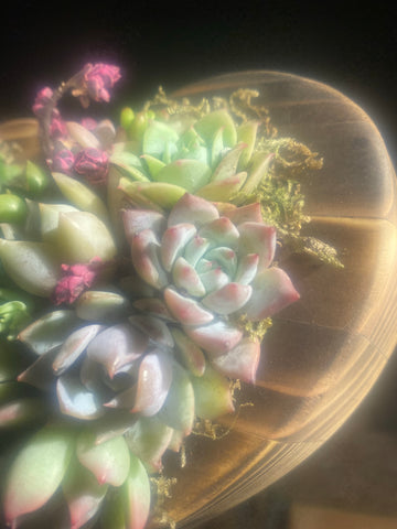 Succulent heart workshop kits