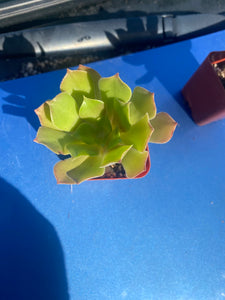 2 inch potted aeonium succulent