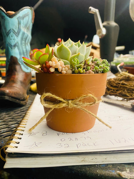 Succulent arrangemets for baby showers, parties and weddings|succulent favors|succulent gifts |succulent party favors