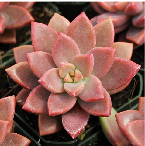 Graptosedum 'Alpenglow