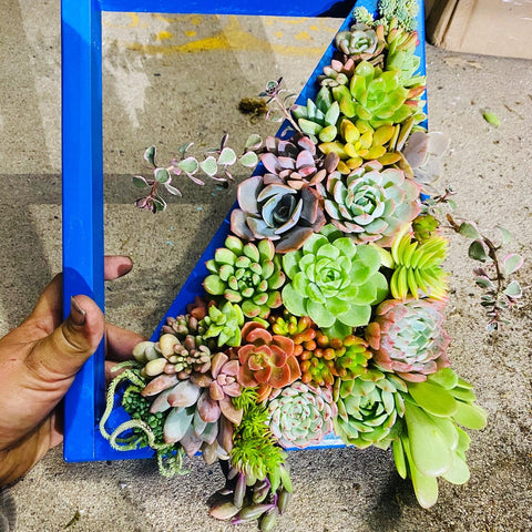 Succulent Arrangement , Succulent Planter